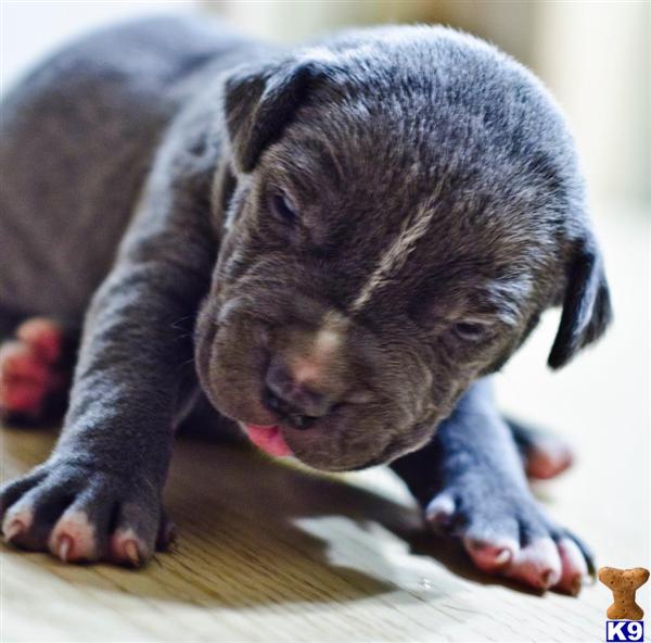 Puppies in Fort walton beach